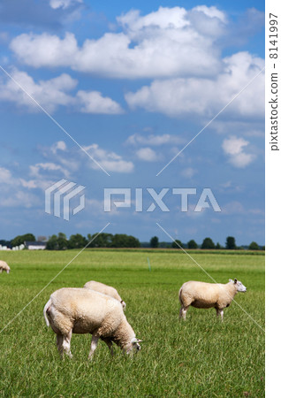 Sheep in flat landscape 8141997