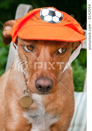 Dutch dog Dutch dog 8142054
