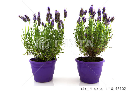 Lavender Stoechas 8142102