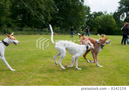 Spanish Podenco 8142159