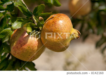 Pomegranate at the tree Pomegranate at the tree 8142160