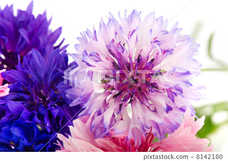 Blue and pink Corn flowers Blue and pink Corn flowers 8142180
