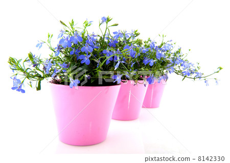 Blue Lobelia 8142330
