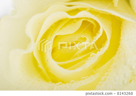 White rose White rose 8143268