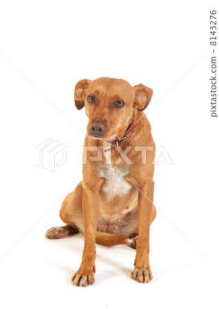 Brown dog Brown dog 8143276