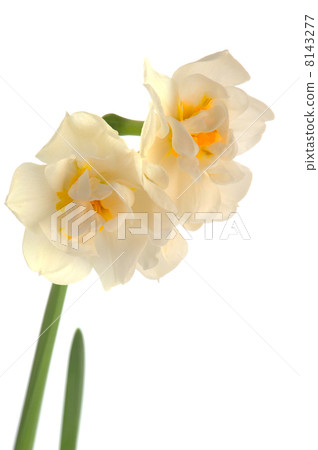 White Daffodil White Daffodil 8143277