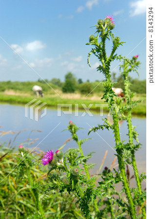 Purple Thistle 8143294