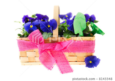 Blue Pansy flowers 8143348