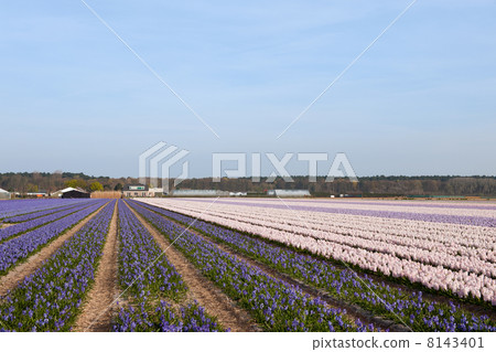 Purple and pink Hyacinths Purple and pink Hyacinths 8143401