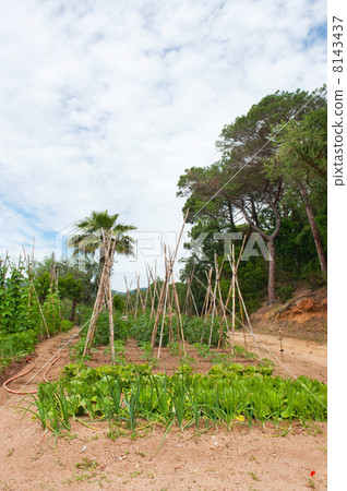 Landscape with vegetable garden 8143437