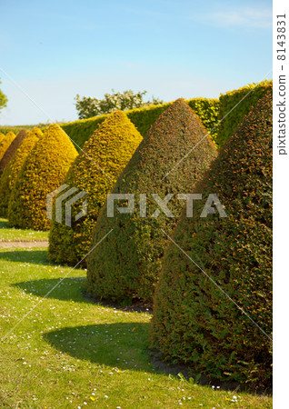 English garden English garden 8143831