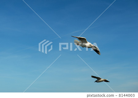 Seagull 8144003