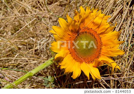 Fallen sunflower Fallen sunflower 8144053