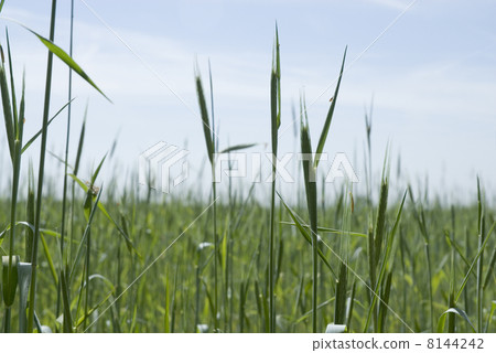 Grain in the fields 8144242