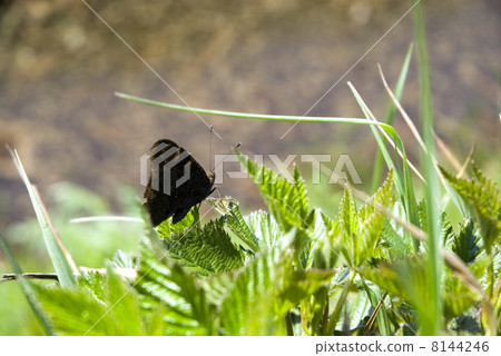 Butterfly Butterfly 8144246