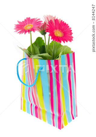 Colorful Gerber plant as present Colorful Gerber plant as present 8144247