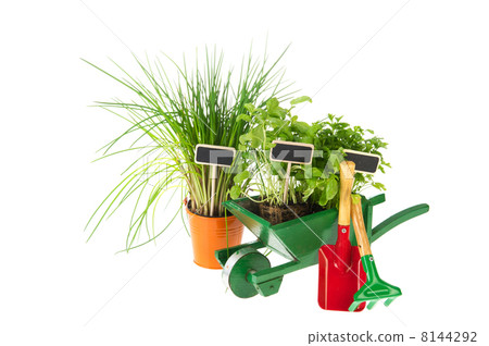 Making a herbs garden 8144292