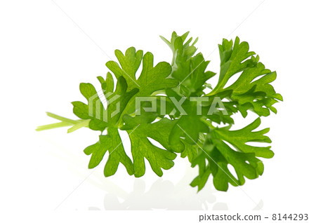 Leaves of parsley Leaves of parsley 8144293