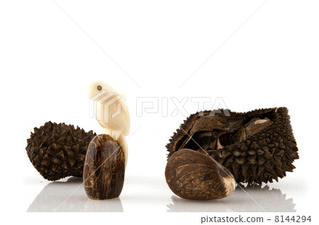vegetable ivory vegetable ivory 8144294