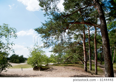 Trees and sand dunes Trees and sand dunes 8144448