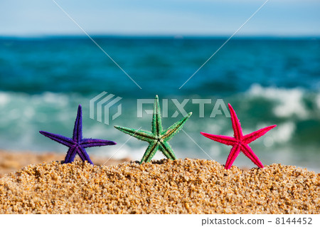 Standing starfishes Standing starfishes 8144452