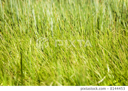 grass texture grass texture 8144453