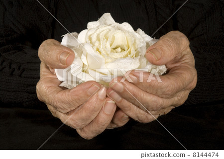 old hands holding white rose old hands holding white rose 8144474