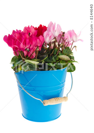 Blue bucket Cyclamen 8144640