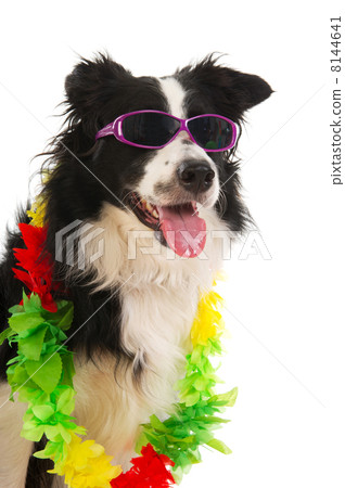 Vacation dog Vacation dog 8144641