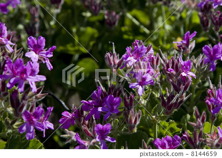 Wild Geranium in South-Africa 8144659