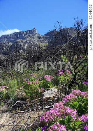 Geraniums on hill Tafelberg 8144662