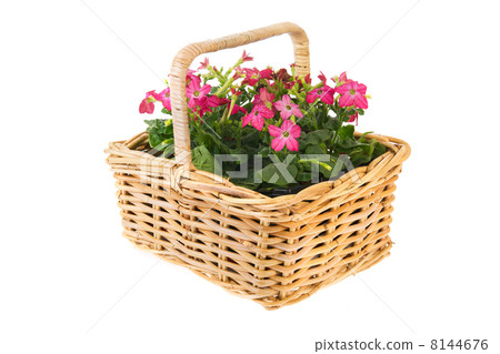 Basket flowers Basket flowers 8144676