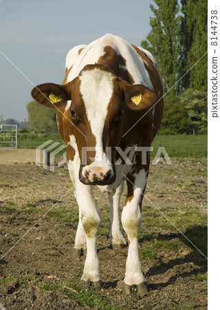 cow 8144738