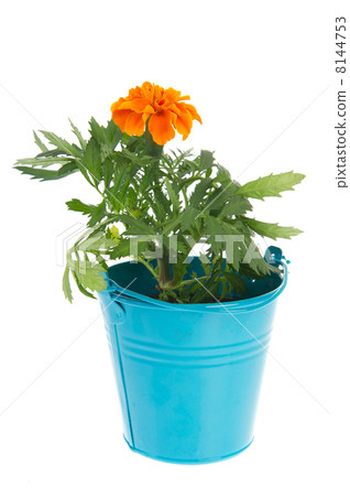 Orange Marigolds Orange Marigolds 8144753