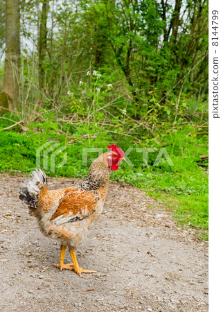 Cock in nature environment 8144799
