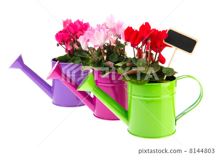 Red and pink Cyclamen Red and pink Cyclamen 8144803