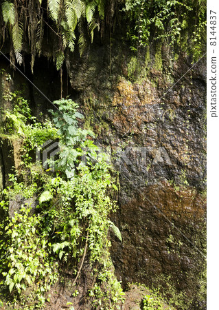 rain forest rain forest 8144837
