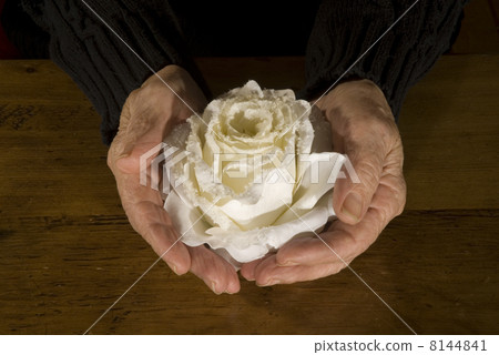 Old hands with white rose 8144841
