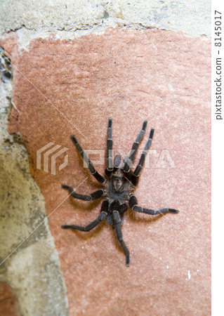 argentina spider argentina spider 8145017