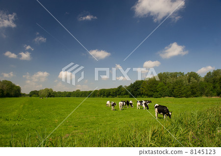 Dutch cows 8145123