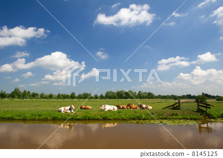 Dutch landscape 8145125
