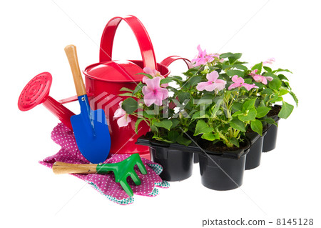 Tray Busy Lizzie plants with gardening equipment Tray Busy Lizzie plants with gardening equipment 8145128