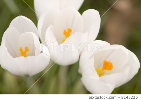white crocus 8145226