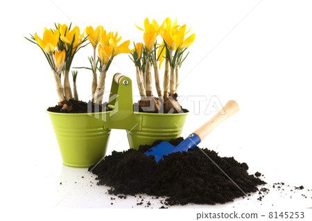 Crocus springtime 8145253