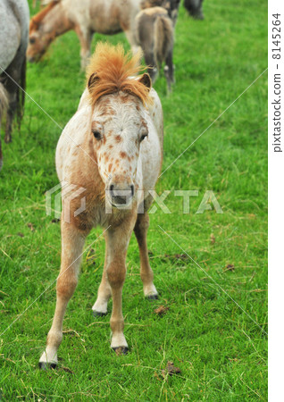foal from American Mini horses 8145264