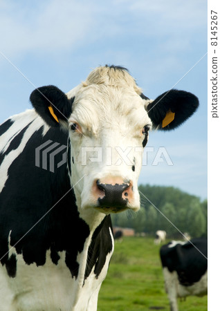 curious cow curious cow 8145267