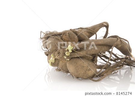 dahlia dahlia 8145274