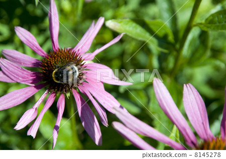 Bee at the cone-flowers Bee at the cone-flowers 8145278