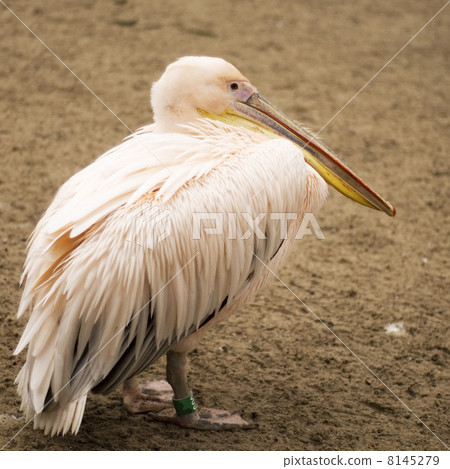 Pelican Pelican 8145279