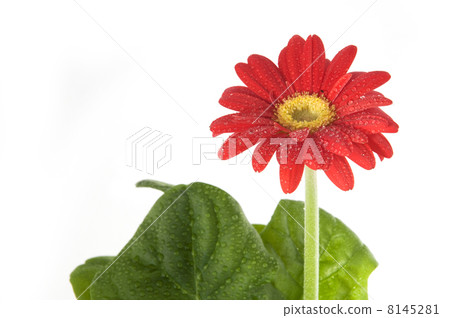 Red Gerber with droplets Red Gerber with droplets 8145281
